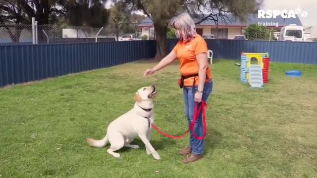 Dog training series/dog training video.