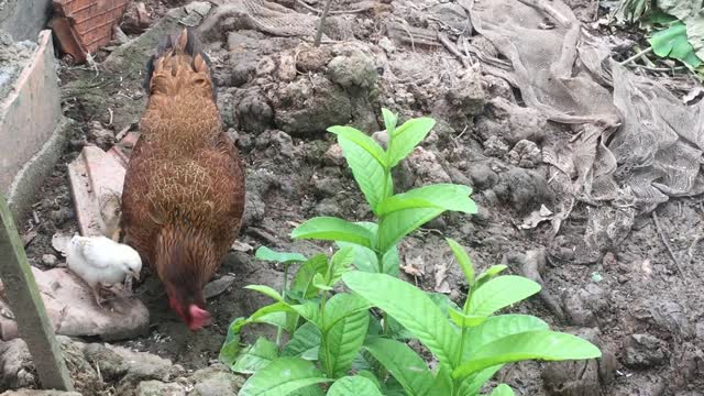 Chick mom leads chick for feeding