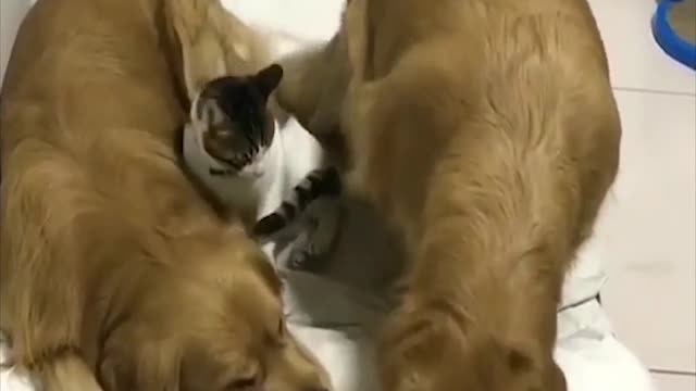 Cute Dogs | Cute Cats | Cool Pets