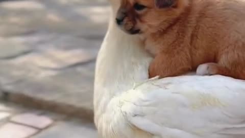 dog and goose