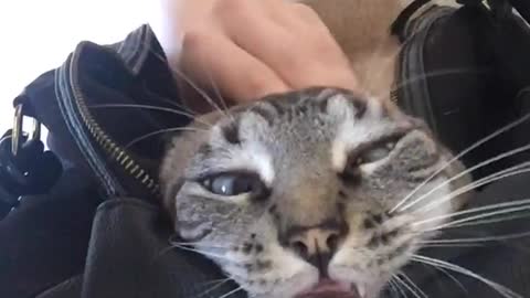 Grey cat in black purse gets head stroked