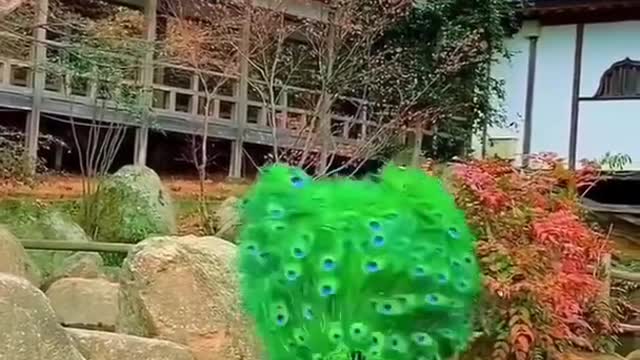 Amazing dance peacock