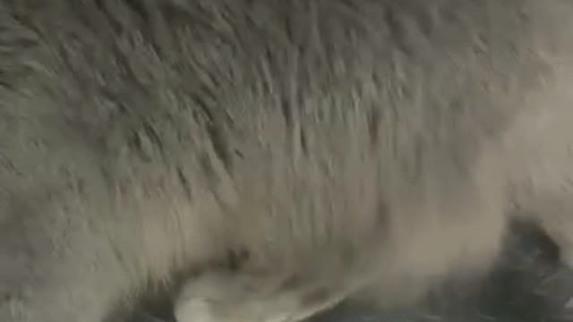 mother cat playing with kitten