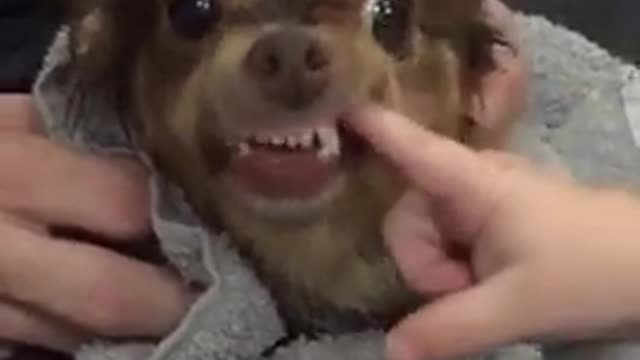 Chihuahua Dog Bites Baby in Super Slow Motion