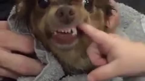 Chihuahua Dog Bites Baby in Super Slow Motion