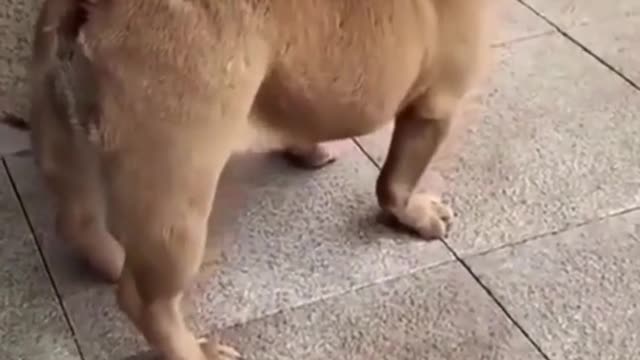 Dog funny video