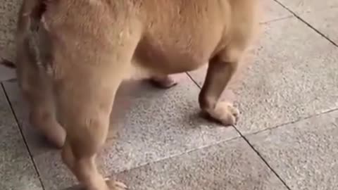 Dog funny video