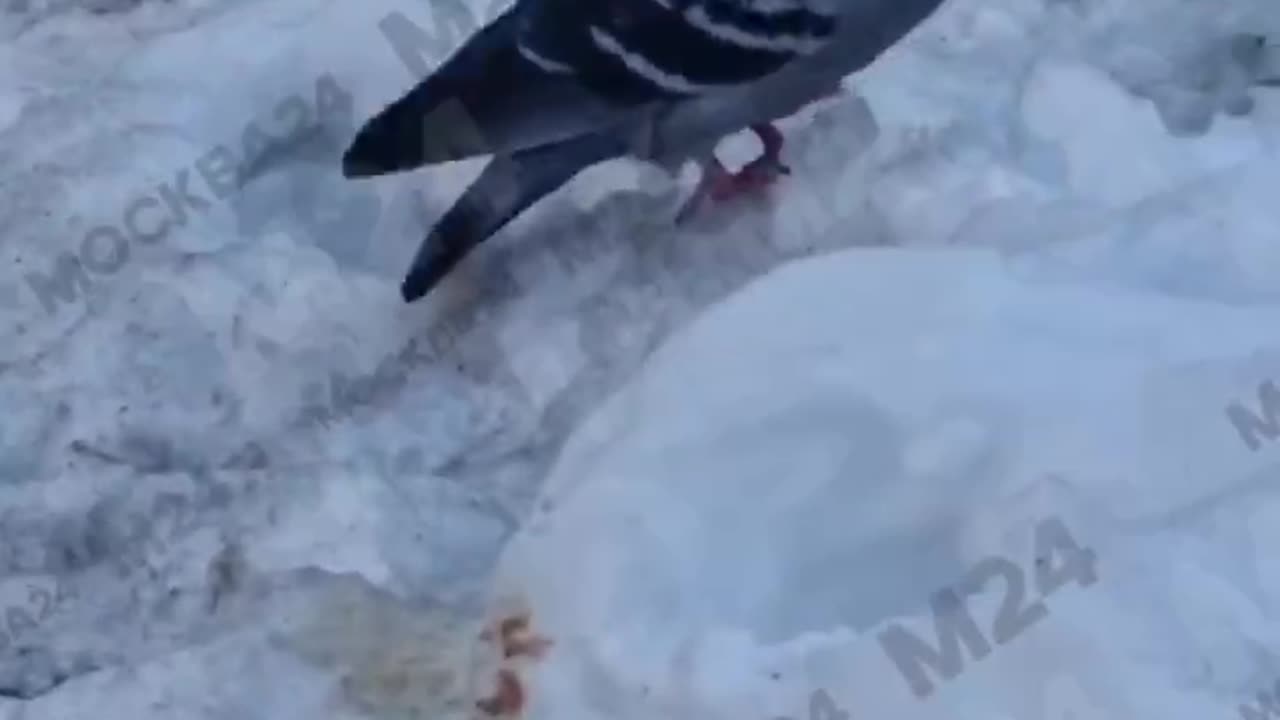 Just a pigeon carry home some toast 🤣