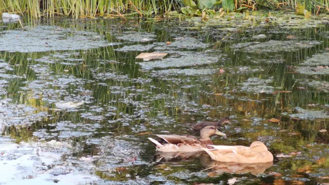 two cute ducks no one says they're not cute