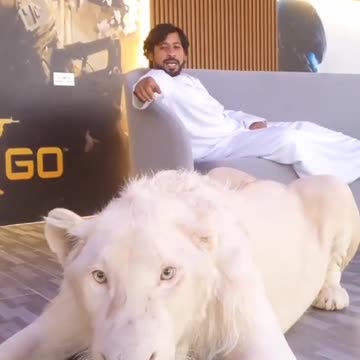 White lion roar to camera protect dubai Prince video