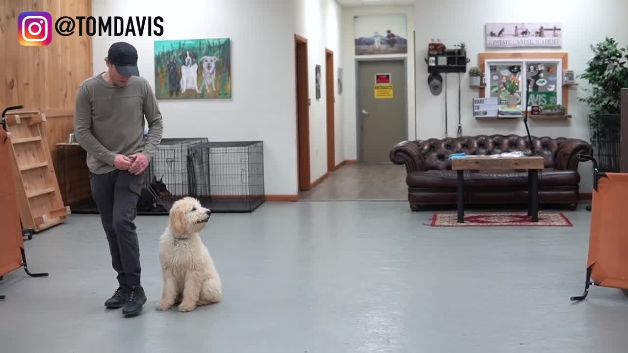 Teach YOUR dog to walk nice on the leash in just 5 MINUTES!