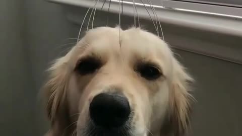 Golden Retrievers like to scratch their heads