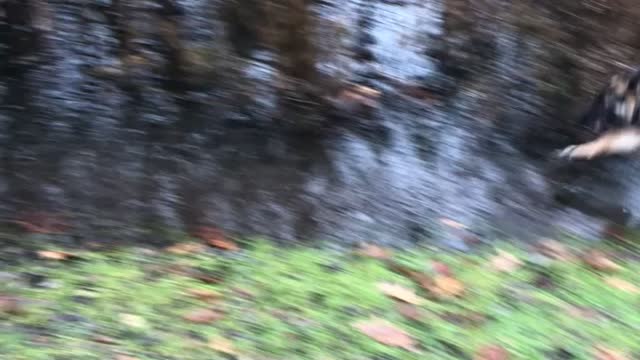 German Shepard Puppy loves to get dirty