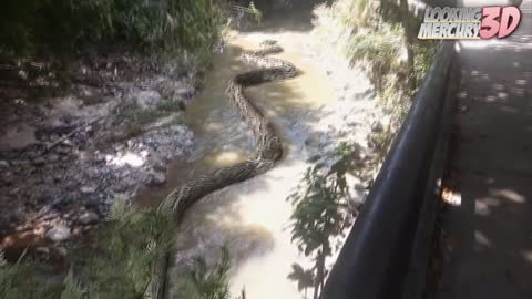 Real Life annaconda