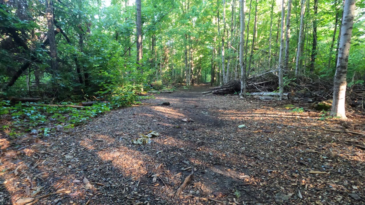 🪵Hiking Pinhey Forest Trails Summer Edition In Ottawa Part 2 🍁 Canada 🌲