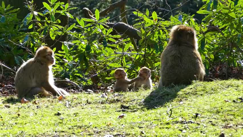 Macaco Vida Selvagem