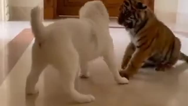 Tiger vs Puppy