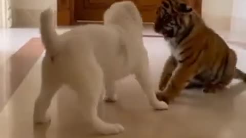 Tiger vs Puppy