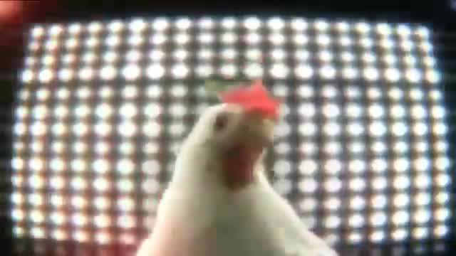 Chicken Dance 2022!!!!!!!Chicken Techno Song Dance|||New Dance Music