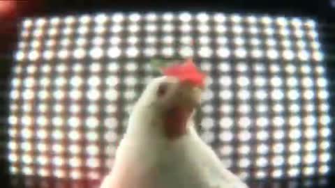 Chicken Dance 2022!!!!!!!Chicken Techno Song Dance|||New Dance Music