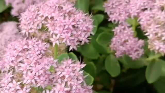 Lots of little pink flowers