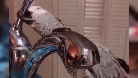 Drink water 🌊 🦜 parrot