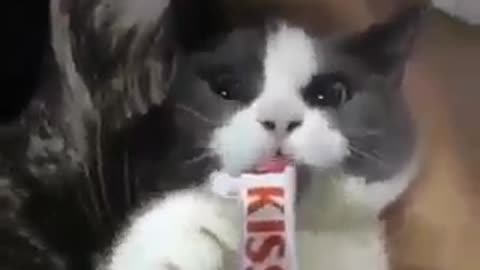 cat mewaw without chocolate