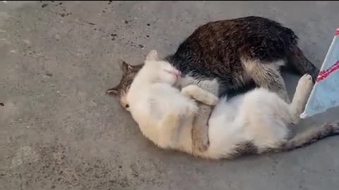 Mating of cute cats 🥰 Very interesting mating video #streetcats #catmating #catvideos