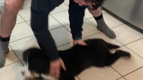 Dad Makes Puppy a Bit Dizzy