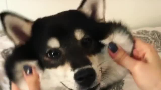 Woman stretches cheeks of black white dog