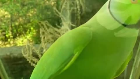 Funny Parrot Video Compilation cute moment of the animal - Cutest Parrot