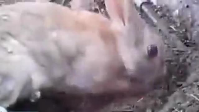 A rabbit that removes the soil on its nest to see its Babies