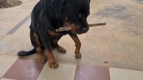 dog Imoshanal video