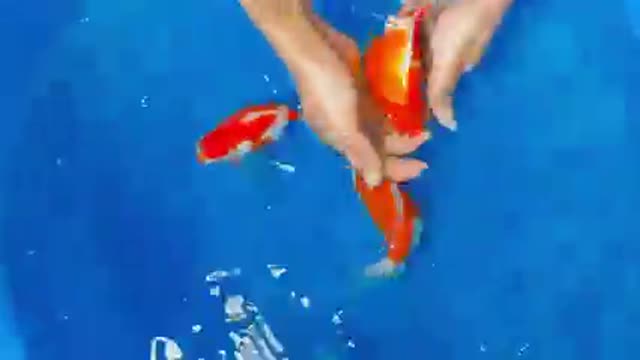 Koi fish