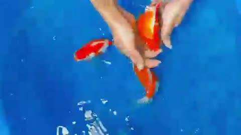 Koi fish