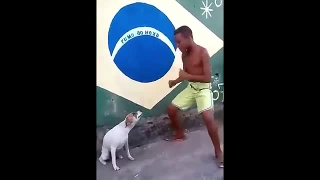 Perrito bailarin