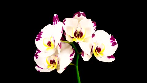 A white orchid flower opens on the branch