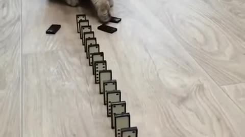 OMG CUTE CAT DOMINO REACTION