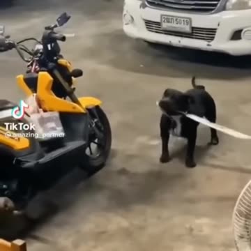 Cute and Funny Animal Video😂|| Funniest Viral Puppy Cat clips😹|| #shorts video #funny animals #cats