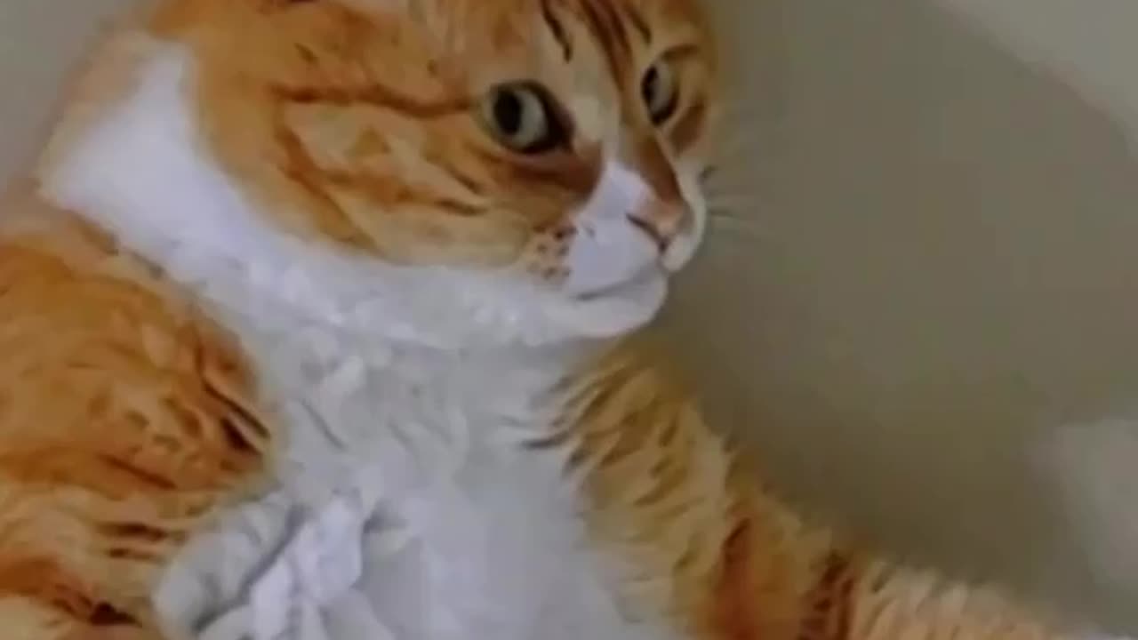 Funny cat😂 #viral #funnycat