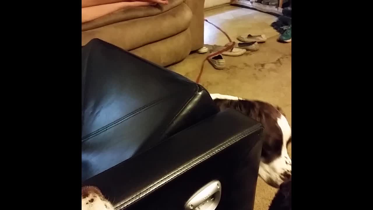 Flexible Dog Finds The Greatest Hide-N-Seek Place