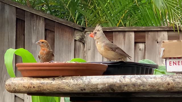 Momma the Northern Cardinal Female