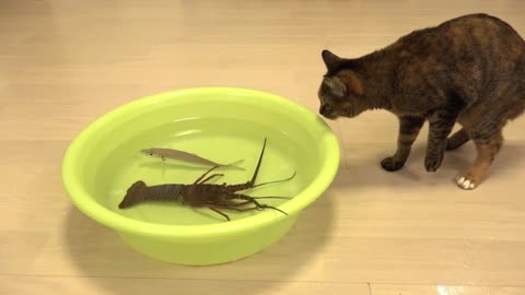 O GATO E A LAGOSTA - THE CAT AND THE LOBSTER