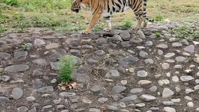 Beautiful! Bengal Tiger