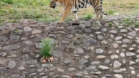 Beautiful! Bengal Tiger