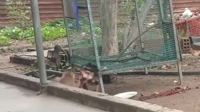 fight between monkey and a hen