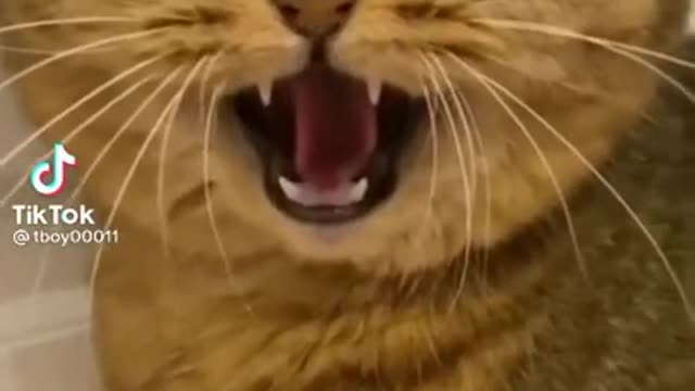 funny videos with cats