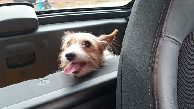 Jack Russell In A Smart Car