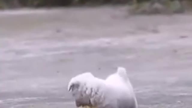 Puppy playing