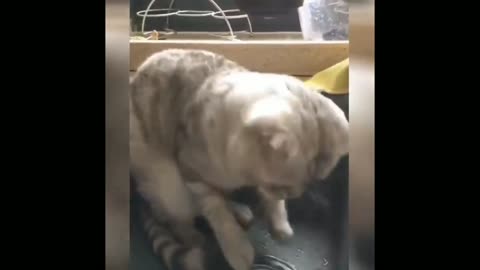 funny cat video